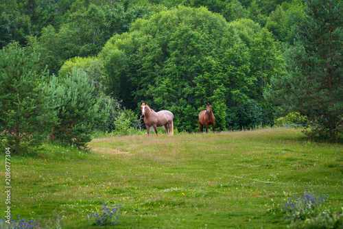 horses in the pasture