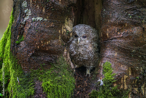 Quadro su tela A young tawny owl (Strix aluco) chick sitting inside a mossy tree hollow in a forest