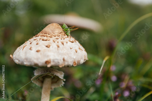 Beautiful and edible parasol mushroom in natural environment. 