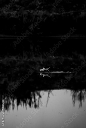 Photos Solitary paddler in a canoe on a calm reflective lake at dusk with treeline silh