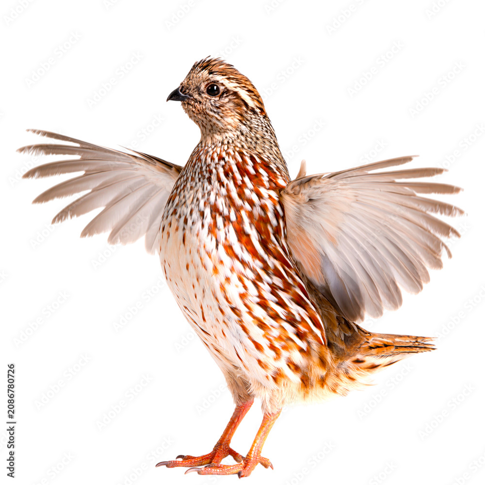 Fototapeta premium A detailed Bobwhite quail with wings spread isolated on transparent background PNG element