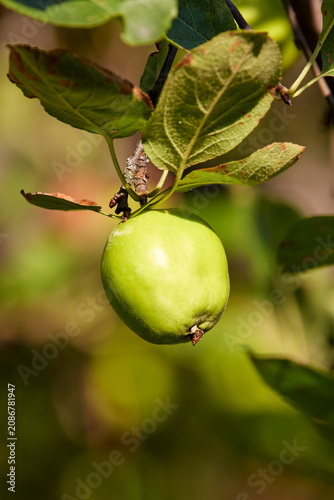 Bright Young Green Apple Growing on Tree Branch