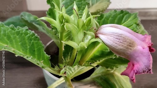 Gardener uses pruners to trim dead, wilted flowers in a pot