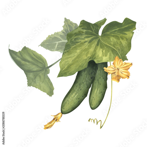 Foto Cucumbers with leaves and yellow inflorescence, watercolor botanical illustration