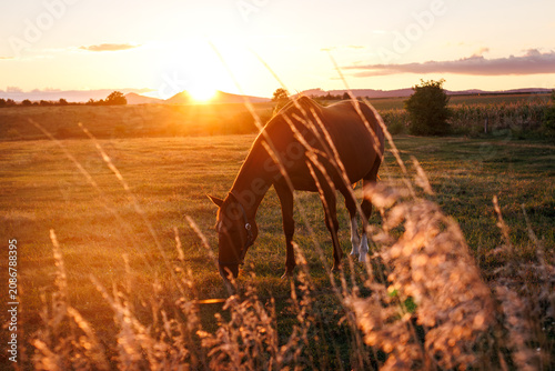 Horse grazing grass on pasture during summer sunset at countryside. Rural scenery and tranquility landscape