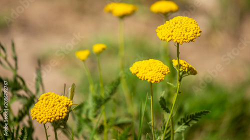 Yarrow medicinal plant. Yellow yarrow in bloom. Yarrow flowers, bush close-up.