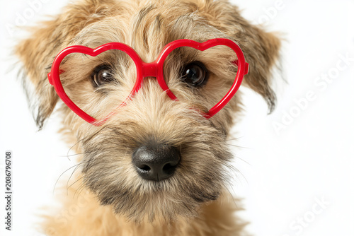 Wheaten terrier puppy with heart glasses on white background