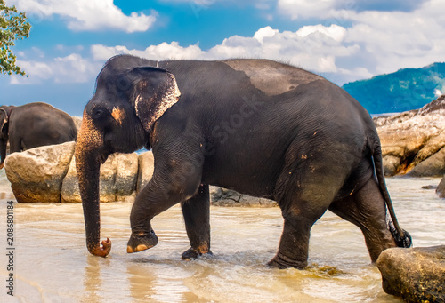 Photography Elephants walk along the seashore