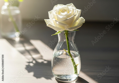 White rose in a glass vase on a table with sunlight