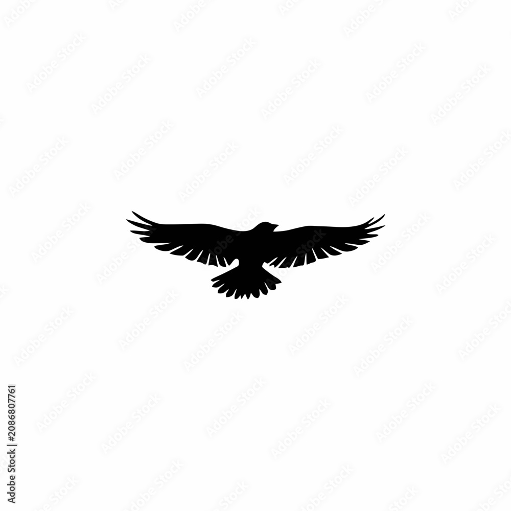 Obraz premium eagle in flight