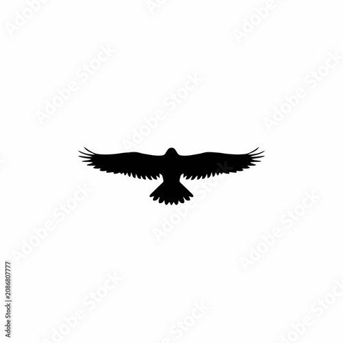 eagle in flight