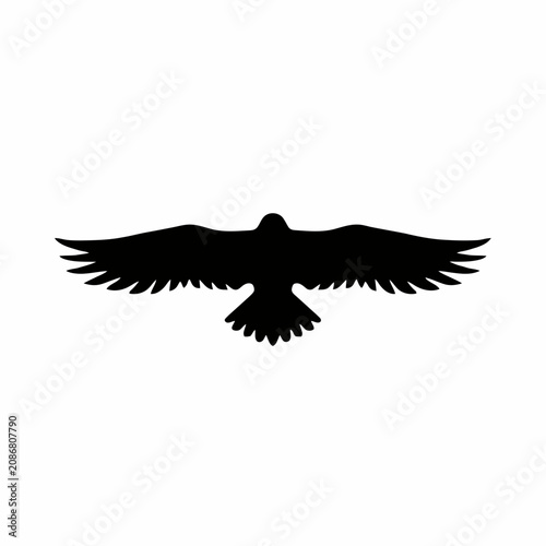 eagle in flight
