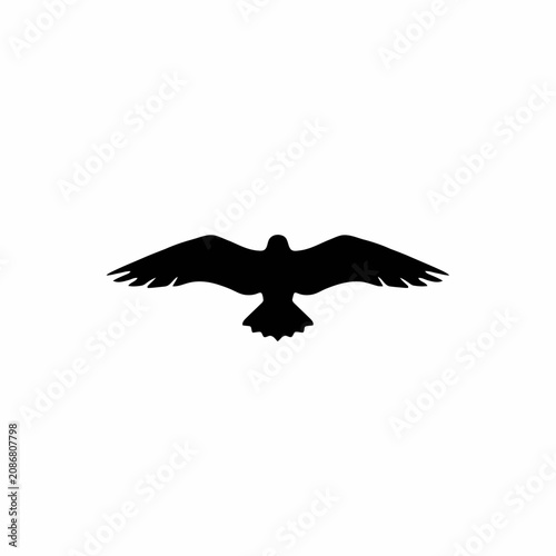 eagle in flight