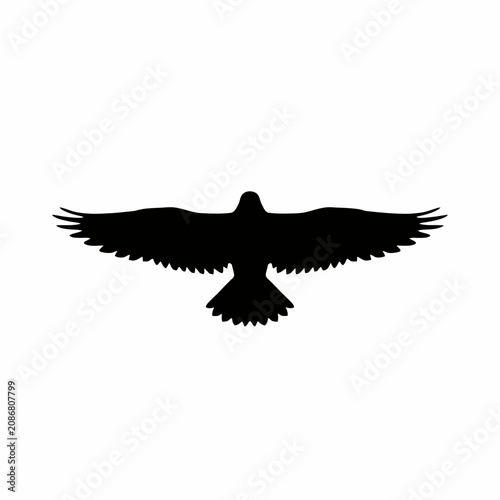 eagle in flight