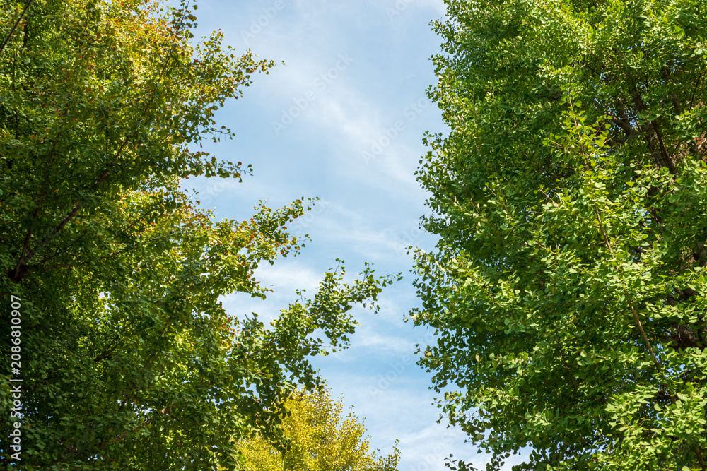 Fototapeta premium Green Forest Trees Framing Blue Sky in Summer