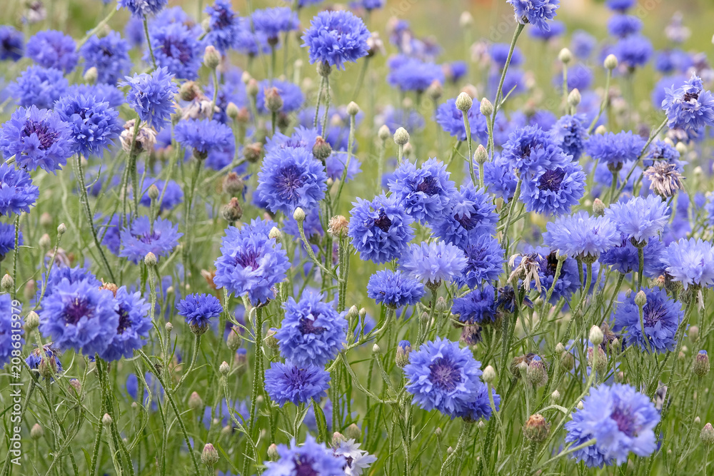 Fototapeta premium Blue Centaurea cyanus, commonly known as cornflower or bachelor's button in flower.
