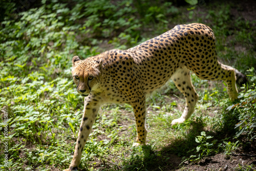 Canvas Print Cheetah walking on the grass