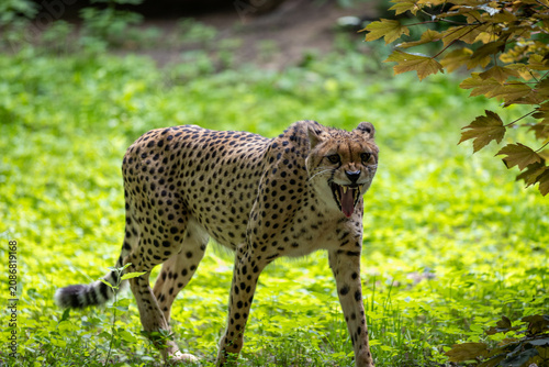 Canvas Print Cheetah walking on the grass