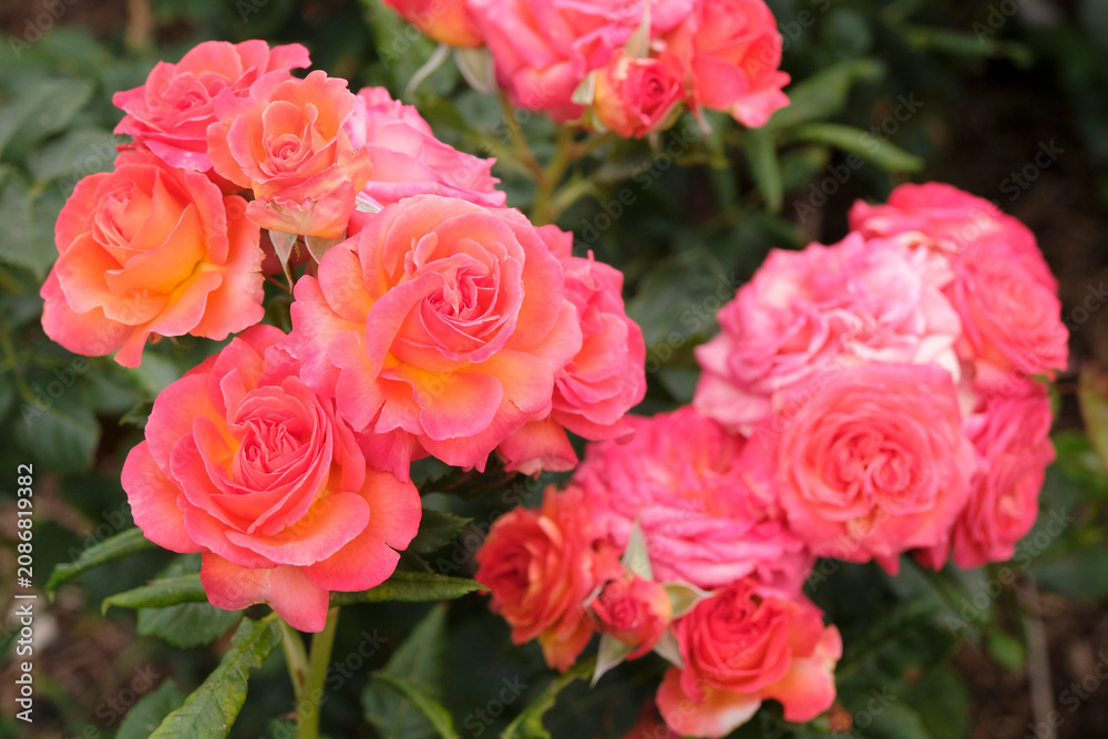 Obraz premium Orange and pink hybrid tea rose, rosa ‘Volcano’ in flower.