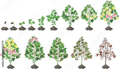 Foto Cotton plant growth stages