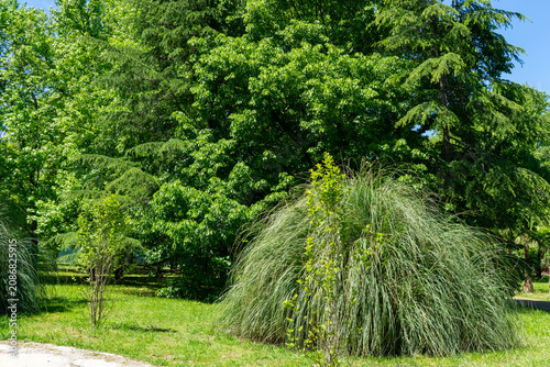 Lush park scene featuring dense greenery with large trees and ornamental grasses. Pampas grass or soft plants Cortaderia selloana in foreground. Dirt path winds through vibrant landscape