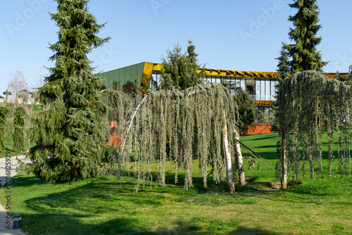 Weeping Blue Atlas Cedar (Cedrus Atlantica Glauca tree) with cascading branches, surrounded by tall pine trees in public landscape city park Krasnodar or Galitsky park