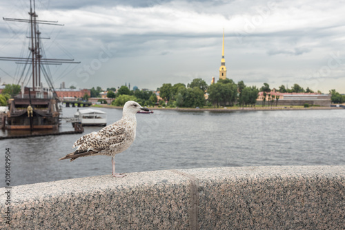 Photos A grey gull on the granite embankment of the Neva, with the Peter and Paul Fortress in St