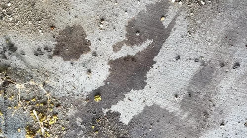 A macro shot from a high angle of black ants moving busily along a crack in a concrete floor and among the sand, carrying material back to their nests.