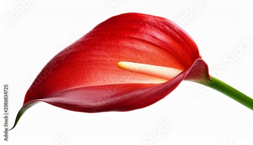One Red Cala Lily Isolated On White Background