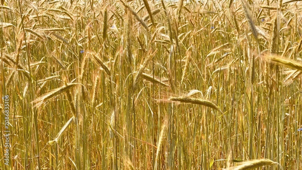 Fototapeta premium Golden wheat stalks swaying gently in the warm sunlight of a summer field