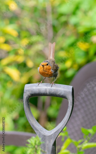 Fotografía young robin perched on top of a garden fork