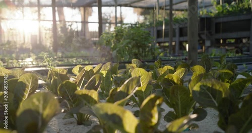 Low-angle camera pushing forward and rising, revealing dense hydroponic seedlings backlit by sun