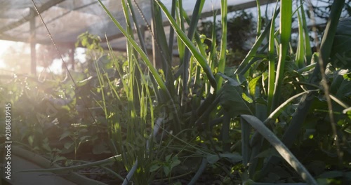Low sun is backlighting planter foliage as camera is pulling back, revealing covered grow frame