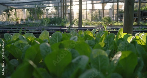 Camera is pulling back and tilting up to reveal dense leafy seedlings and greenhouse benches