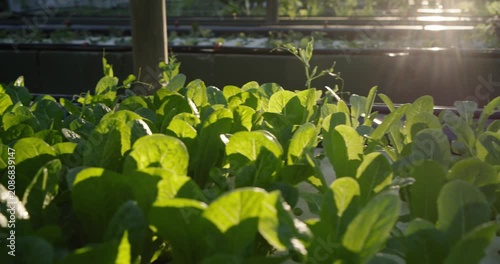 Camera is pulling back, revealing bed of leafy seedlings as low sun is backlighting for propagation