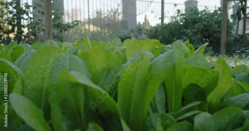 Dense lettuce bed is filling foreground as camera is starting to pull back revealing nursery rows