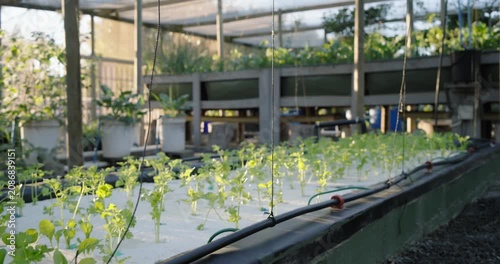 Camera starting low, being blocked, then pulling back and scanning grow bed, revealing greenhouse