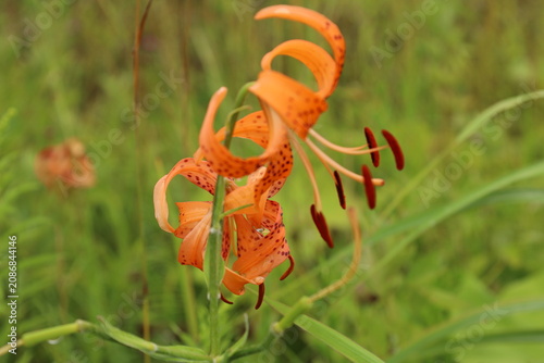 Tiger lily close-up