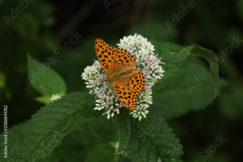 An orange butterfly close-up