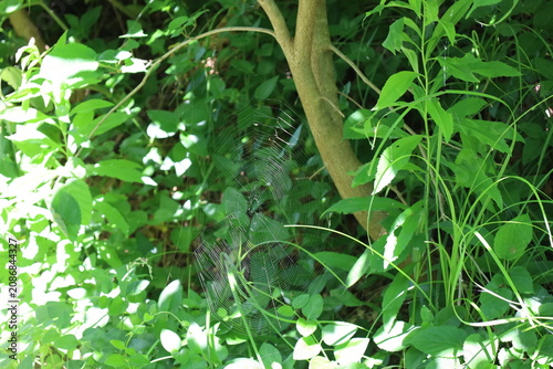 A spider web