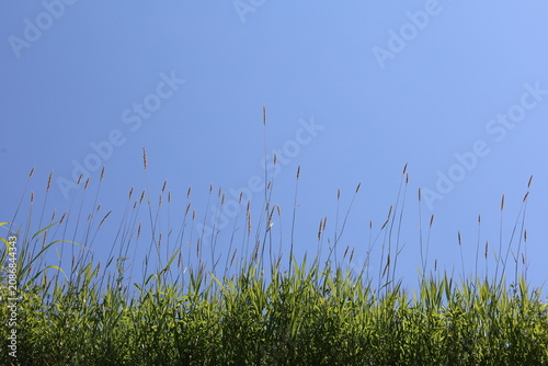 Summer grasses against the sky