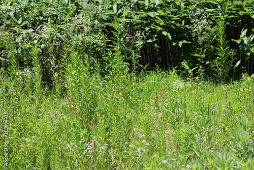 A field in the summer