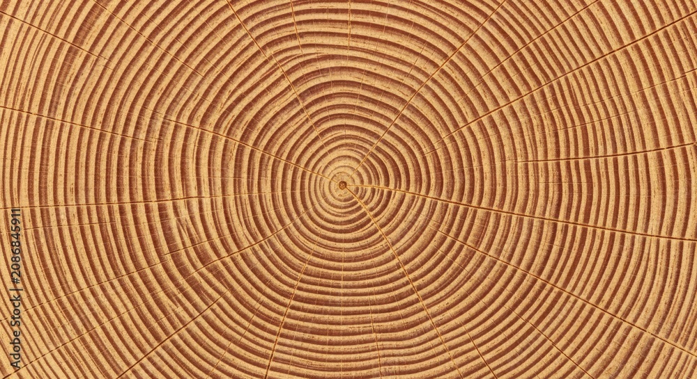 Fototapeta premium Detailed cross-section of a tree trunk with concentric annual growth rings, natural wood background texture