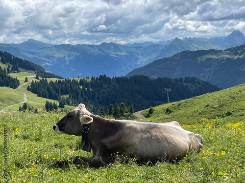 cow in the mountains