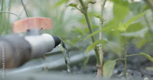 Valve handle turning, spigot releasing steady ribbon then droplets, watering small seedling at soil