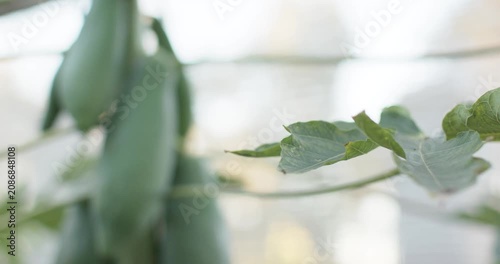 Camera is pulling back, focusing and revealing clustered unripe green papayas on stem in greenhouse