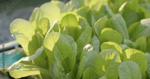 Camera is moving forward as light breeze is ruffling lettuce leaves in trough, showcasing texture