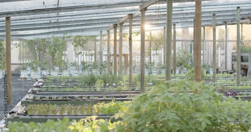 Camera is approaching greenhouse bench, bringing dense leafy mound into sharp focus to assess crop