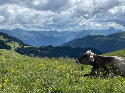 cow in the mountains
