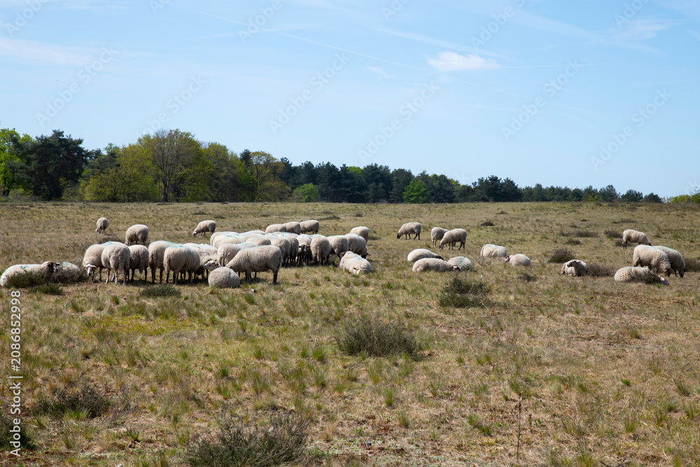 Fototapeta premium Flock Of Sheep Grazing On A Sunny Pasture Meadow In Peaceful Countryside Landscape